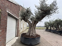Olijfboom cieza xxl - olea europaea - 200 jaar oud - hoogte ca. 330 cm - afbeelding 7 van  8