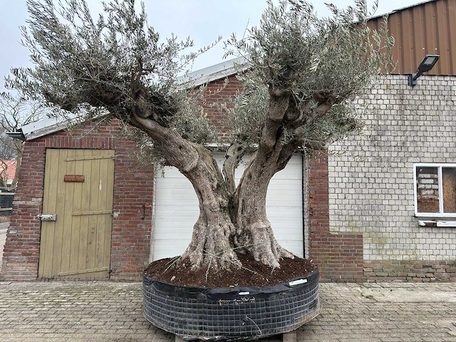 Olijfboom cieza xxl - olea europaea - 200 jaar oud - hoogte ca. 330 cm - afbeelding 1 van  4