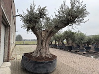 Olijfboom cieza xxl - olea europaea - 200 jaar oud - hoogte ca. 330 cm - afbeelding 4 van  4