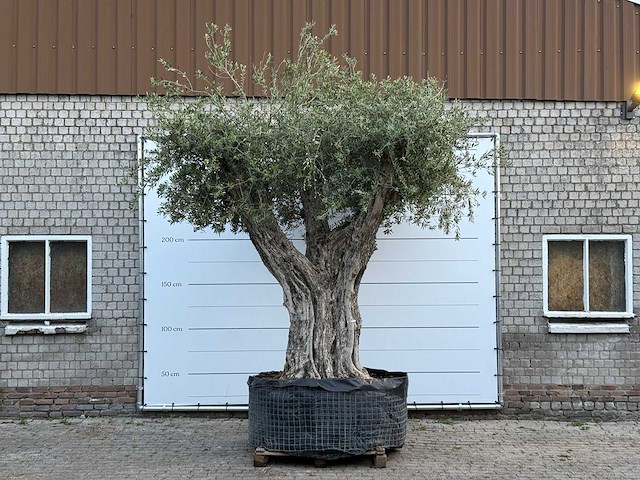 Olijfboom cieza xxl - olea europaea - ca. 250 jaar oud - hoogte ca. 280 cm - afbeelding 1 van  6