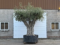 Olijfboom cieza xxl - olea europaea - ca. 250 jaar oud - hoogte ca. 280 cm