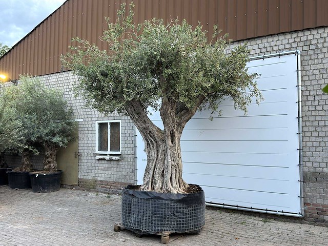 Olijfboom cieza xxl - olea europaea - ca. 250 jaar oud - hoogte ca. 280 cm - afbeelding 2 van  6