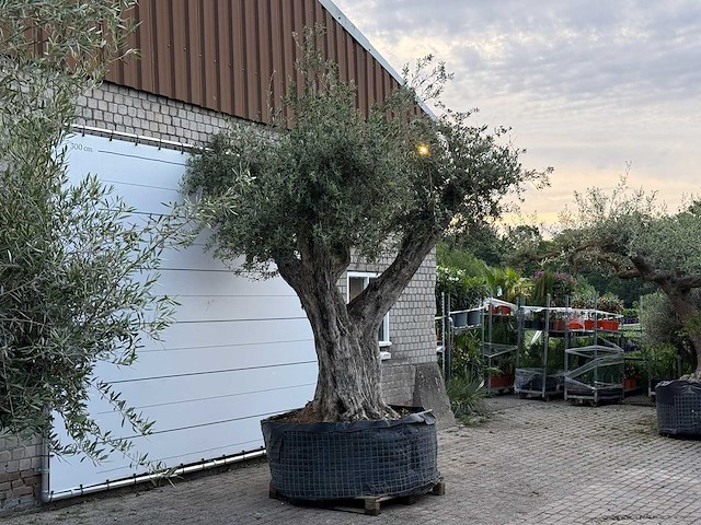 Olijfboom cieza xxl - olea europaea - ca. 250 jaar oud - hoogte ca. 280 cm - afbeelding 3 van  6