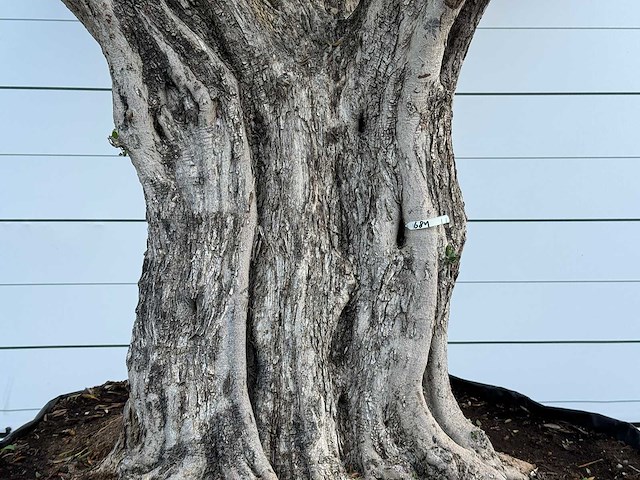 Olijfboom cieza xxl - olea europaea - ca. 250 jaar oud - hoogte ca. 280 cm - afbeelding 4 van  6