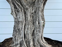 Olijfboom cieza xxl - olea europaea - ca. 250 jaar oud - hoogte ca. 280 cm - afbeelding 4 van  6