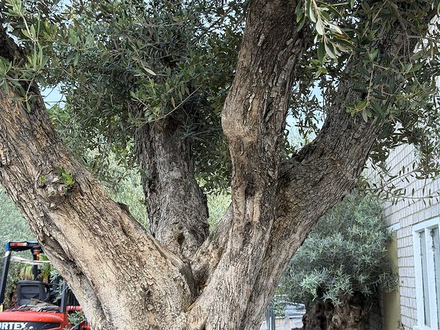 Olijfboom cieza xxl - olea europaea - ca. 250 jaar oud - hoogte ca. 280 cm - afbeelding 5 van  6