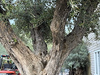 Olijfboom cieza xxl - olea europaea - ca. 250 jaar oud - hoogte ca. 280 cm - afbeelding 5 van  6