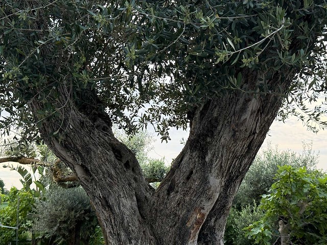 Olijfboom cieza xxl - olea europaea - ca. 250 jaar oud - hoogte ca. 280 cm - afbeelding 6 van  6
