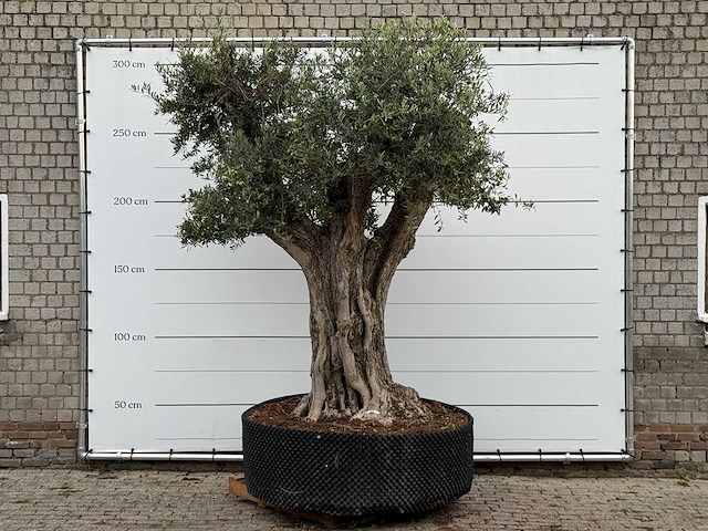 Olijfboom cieza xxl - olea europaea - ca. 250 jaar oud - hoogte ca. 280 cm - afbeelding 1 van  3