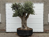 Olijfboom cieza xxl - olea europaea - ca. 250 jaar oud - hoogte ca. 280 cm