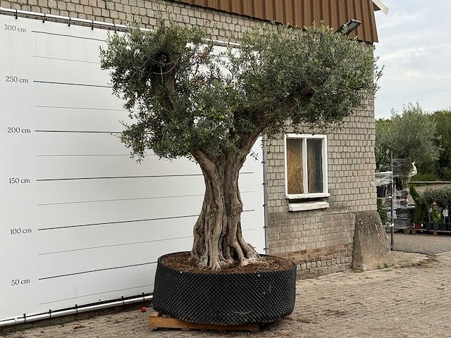 Olijfboom cieza xxl - olea europaea - ca. 250 jaar oud - hoogte ca. 280 cm - afbeelding 2 van  3