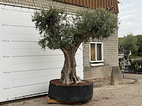 Olijfboom cieza xxl - olea europaea - ca. 250 jaar oud - hoogte ca. 280 cm - afbeelding 2 van  3