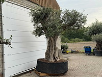 Olijfboom cieza xxl - olea europaea - ca. 250 jaar oud - hoogte ca. 280 cm - afbeelding 3 van  3