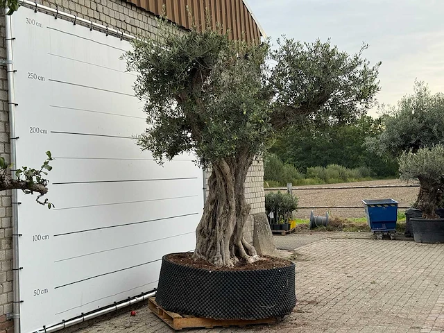 Olijfboom cieza xxl - olea europaea - ca. 250 jaar oud - hoogte ca. 280 cm - afbeelding 3 van  3