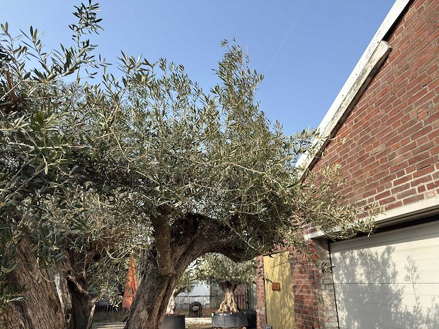 Olijfboom cieza xxl - olea europaea - ca. 250 jaar oud - hoogte ca. 300 cm - afbeelding 1 van  11