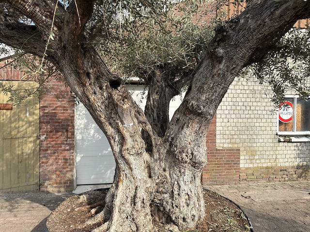Olijfboom cieza xxl - olea europaea - ca. 250 jaar oud - hoogte ca. 300 cm - afbeelding 2 van  11