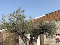 Olijfboom cieza xxl - olea europaea - ca. 250 jaar oud - hoogte ca. 300 cm - afbeelding 3 van  11
