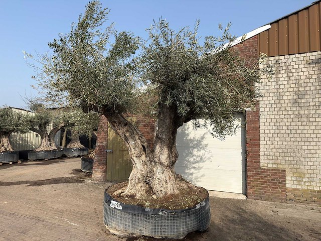 Olijfboom cieza xxl - olea europaea - ca. 250 jaar oud - hoogte ca. 300 cm - afbeelding 4 van  11