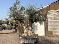 Olijfboom cieza xxl - olea europaea - ca. 250 jaar oud - hoogte ca. 300 cm - afbeelding 4 van  11