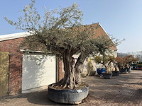 Olijfboom cieza xxl - olea europaea - ca. 250 jaar oud - hoogte ca. 300 cm - afbeelding 5 van  11