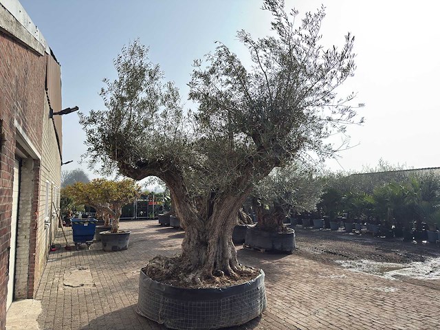 Olijfboom cieza xxl - olea europaea - ca. 250 jaar oud - hoogte ca. 300 cm - afbeelding 6 van  11