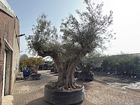 Olijfboom cieza xxl - olea europaea - ca. 250 jaar oud - hoogte ca. 300 cm - afbeelding 6 van  11