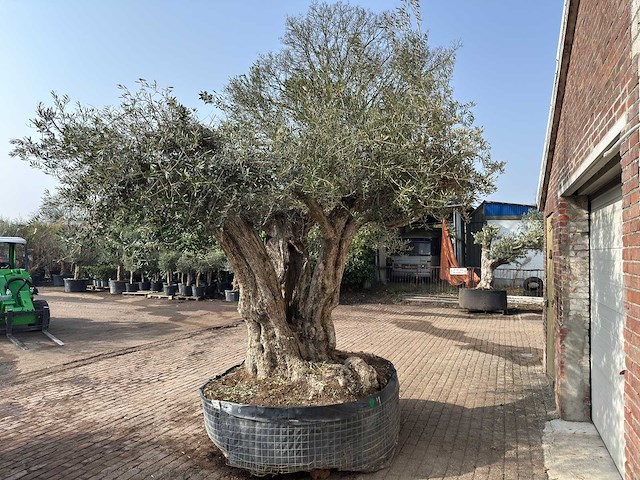 Olijfboom cieza xxl - olea europaea - ca. 250 jaar oud - hoogte ca. 300 cm - afbeelding 7 van  11