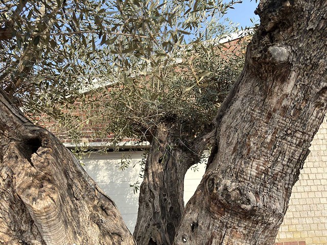 Olijfboom cieza xxl - olea europaea - ca. 250 jaar oud - hoogte ca. 300 cm - afbeelding 8 van  11