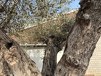 Olijfboom cieza xxl - olea europaea - ca. 250 jaar oud - hoogte ca. 300 cm - afbeelding 8 van  11
