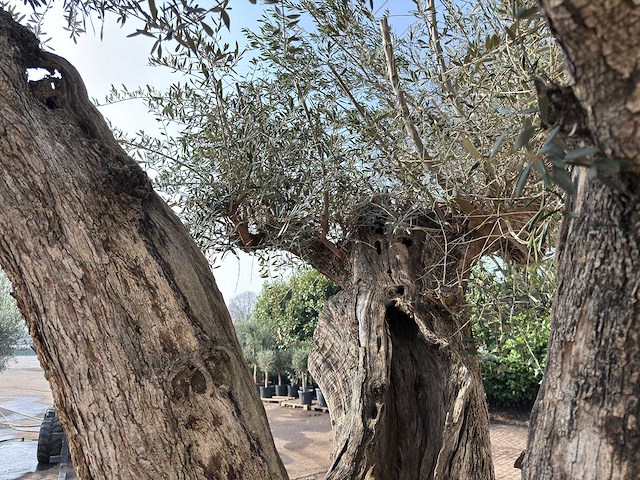 Olijfboom cieza xxl - olea europaea - ca. 250 jaar oud - hoogte ca. 300 cm - afbeelding 9 van  11