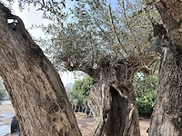 Olijfboom cieza xxl - olea europaea - ca. 250 jaar oud - hoogte ca. 300 cm - afbeelding 9 van  11