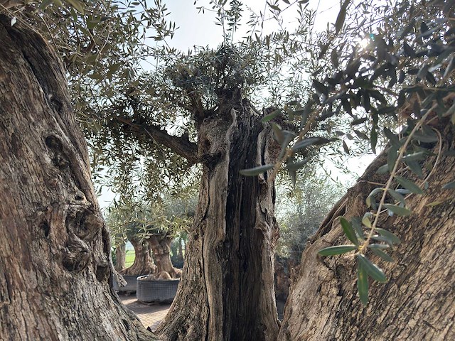 Olijfboom cieza xxl - olea europaea - ca. 250 jaar oud - hoogte ca. 300 cm - afbeelding 10 van  11