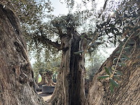 Olijfboom cieza xxl - olea europaea - ca. 250 jaar oud - hoogte ca. 300 cm - afbeelding 10 van  11