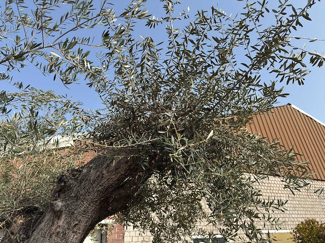 Olijfboom cieza xxl - olea europaea - ca. 250 jaar oud - hoogte ca. 300 cm - afbeelding 11 van  11