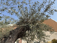Olijfboom cieza xxl - olea europaea - ca. 250 jaar oud - hoogte ca. 300 cm - afbeelding 11 van  11