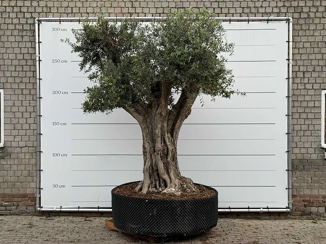 Olijfboom cieza xxl - olea europaea - ca. 250 jaar oud - hoogte ca. 300 cm - afbeelding 1 van  3