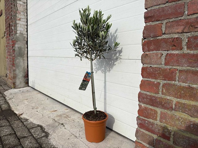 Olijfboom compact - olea europaea - hoogte ca. 90 cm - afbeelding 3 van  4
