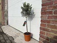 Olijfboom compact - olea europaea - hoogte ca. 90 cm - afbeelding 2 van  2