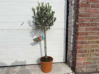 Olijfboom compact - olea europaea - hoogte ca. 90 cm - afbeelding 1 van  3