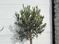 Olijfboom compact - olea europaea - hoogte ca. 90 cm - afbeelding 4 van  4