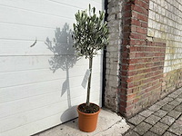 Olijfboom compact - olea europaea - hoogte ca. 90 cm - afbeelding 2 van  4