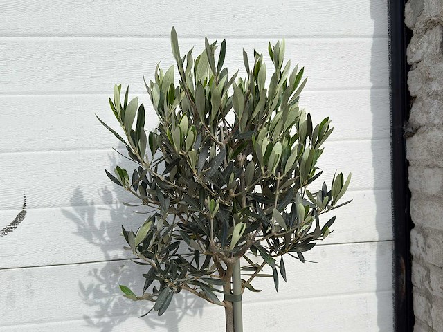 Olijfboom compact - olea europaea - hoogte ca. 90 cm - afbeelding 4 van  4