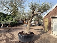 Olijfboom farga xxl - olea europaea - ca. 150 jaar oud - hoogte ca. 290 cm - afbeelding 2 van  2