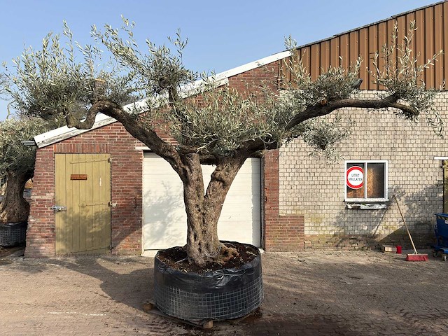 Olijfboom farga xxl - olea europaea - ca. 200 jaar oud - hoogte ca. 290 cm - afbeelding 1 van  9