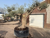 Olijfboom farga xxl - olea europaea - ca. 200 jaar oud - hoogte ca. 290 cm - afbeelding 4 van  9