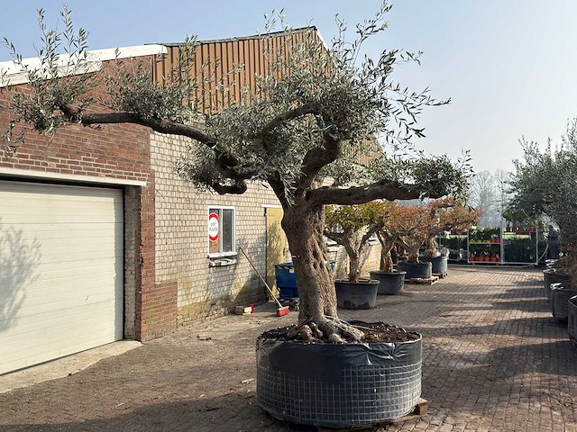 Olijfboom farga xxl - olea europaea - ca. 200 jaar oud - hoogte ca. 290 cm - afbeelding 7 van  9