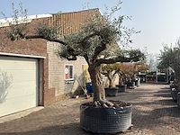 Olijfboom farga xxl - olea europaea - ca. 200 jaar oud - hoogte ca. 290 cm - afbeelding 7 van  9