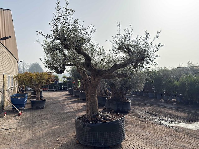 Olijfboom farga xxl - olea europaea - ca. 200 jaar oud - hoogte ca. 290 cm - afbeelding 8 van  9