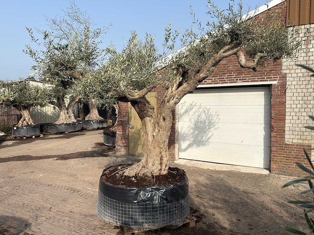 Olijfboom farga xxl - olea europaea - ca. 200 jaar oud - hoogte ca. 290 cm - afbeelding 9 van  9