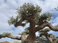 Olijfboom farga xxl - olea europaea - ca. 200 jaar oud - hoogte ca. 330 cm - afbeelding 2 van  19